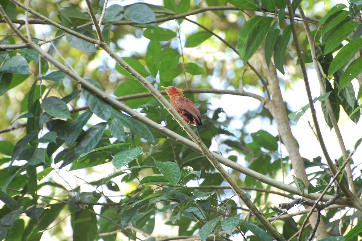 Chestnut-colored Woodpecker - Marc St. Onge