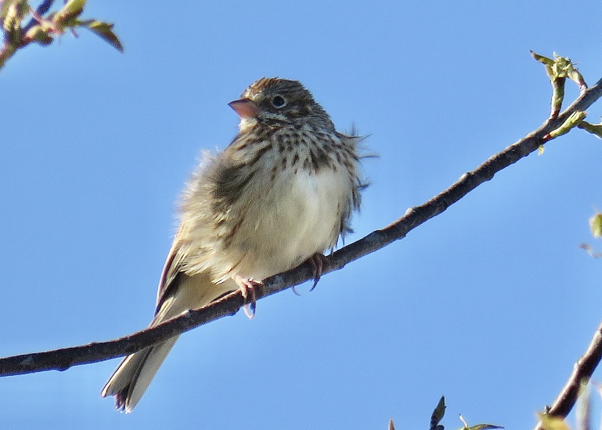 Vesper Sparrow - ML615971927