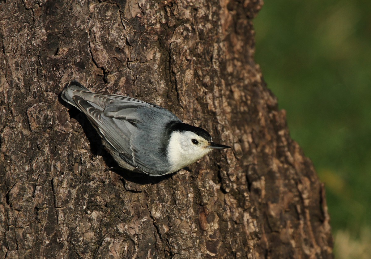 White-breasted Nuthatch - ML615972334