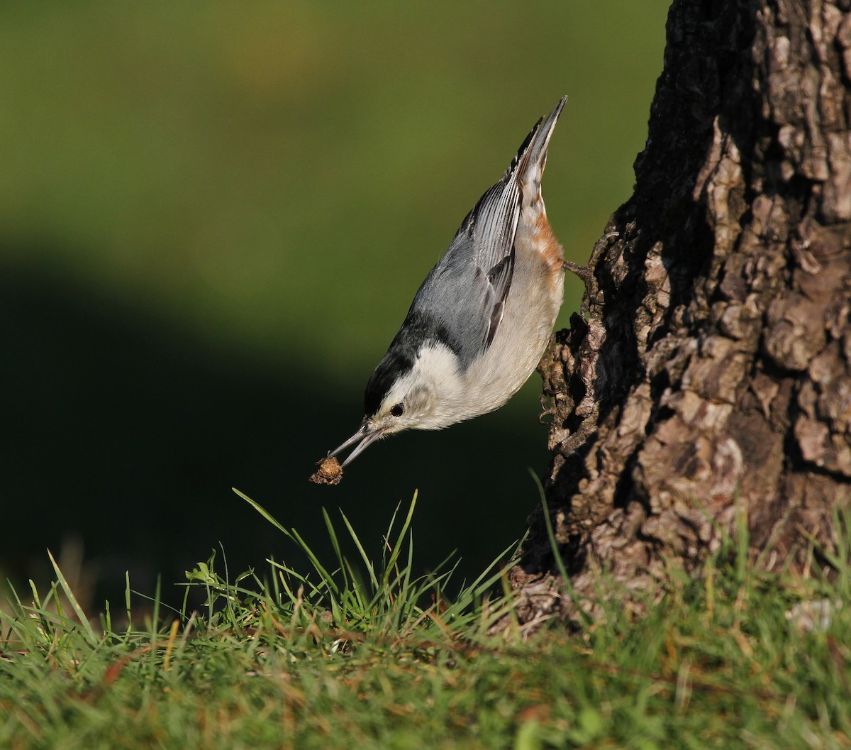 White-breasted Nuthatch - ML615972402