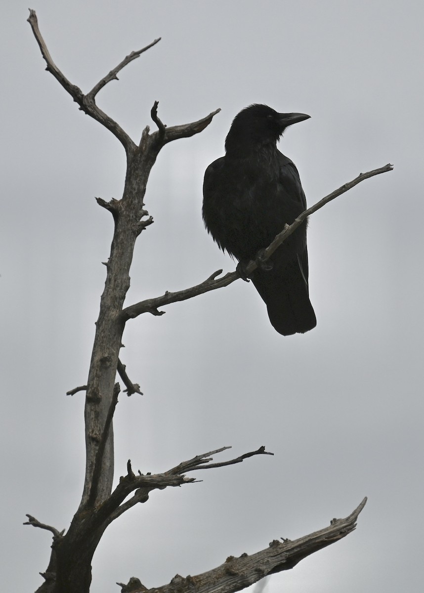 American Crow - ML615972573