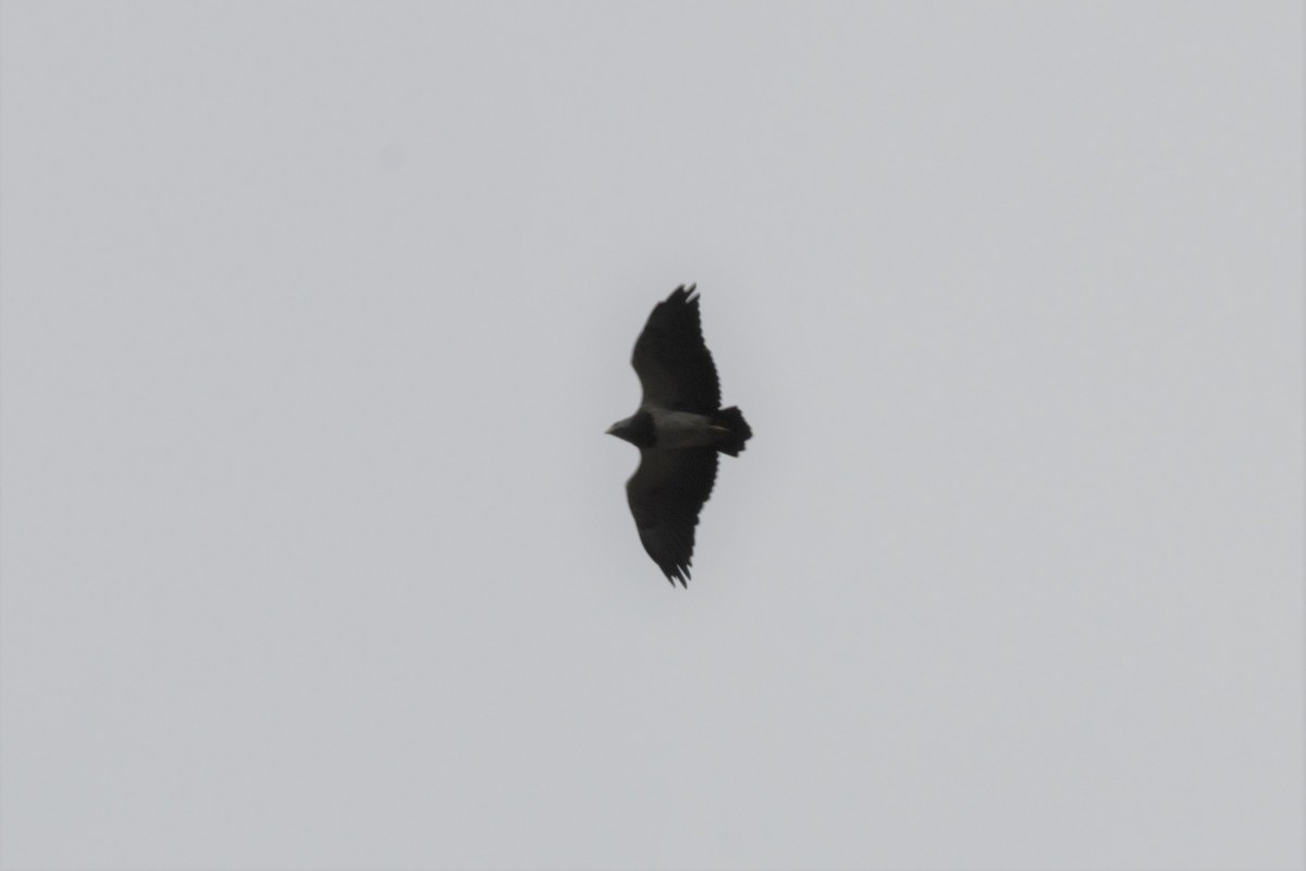 Black-chested Buzzard-Eagle - ML615972574