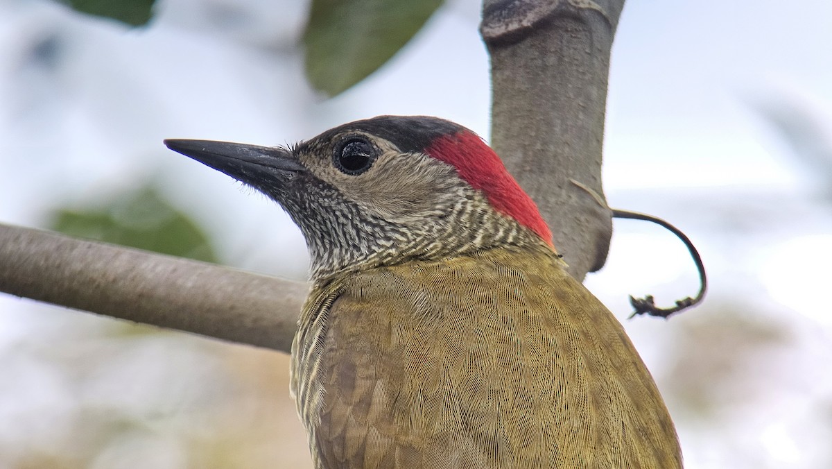 Golden-olive Woodpecker - ML615972595