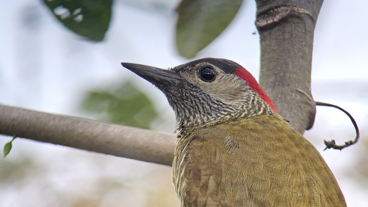 Golden-olive Woodpecker - ML615972596