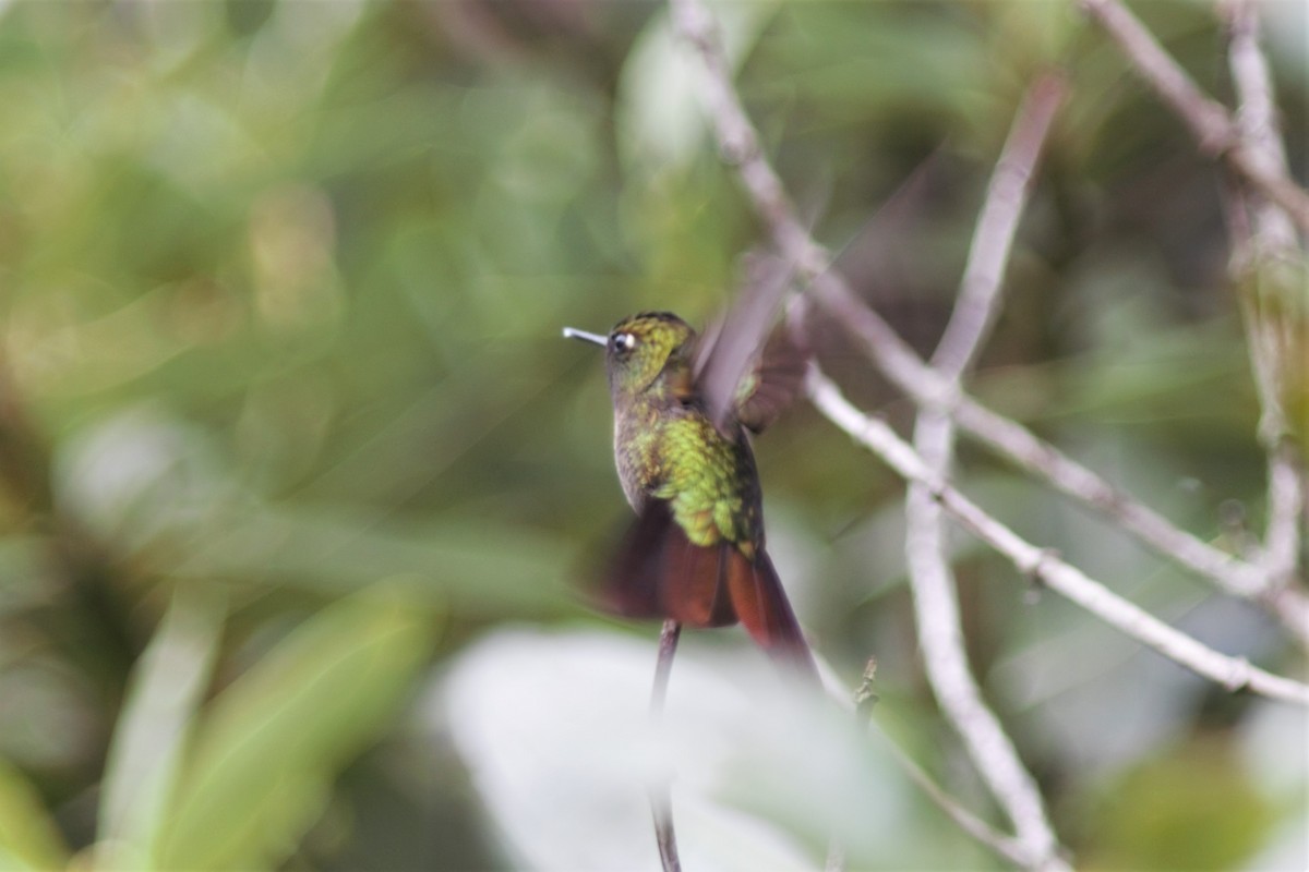 kolibřík dřišťálový - ML615972825