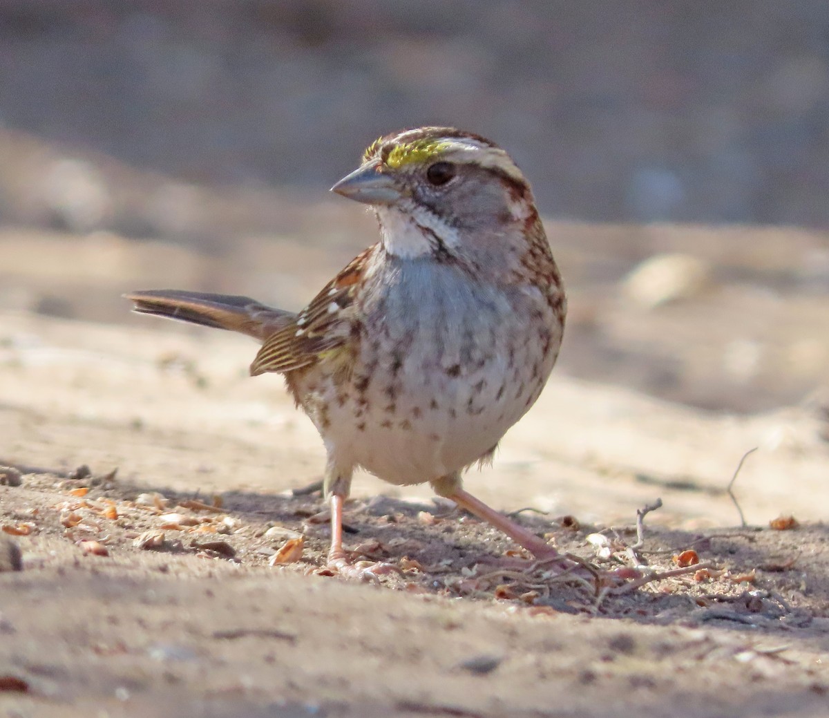 White-throated Sparrow - ML615972885