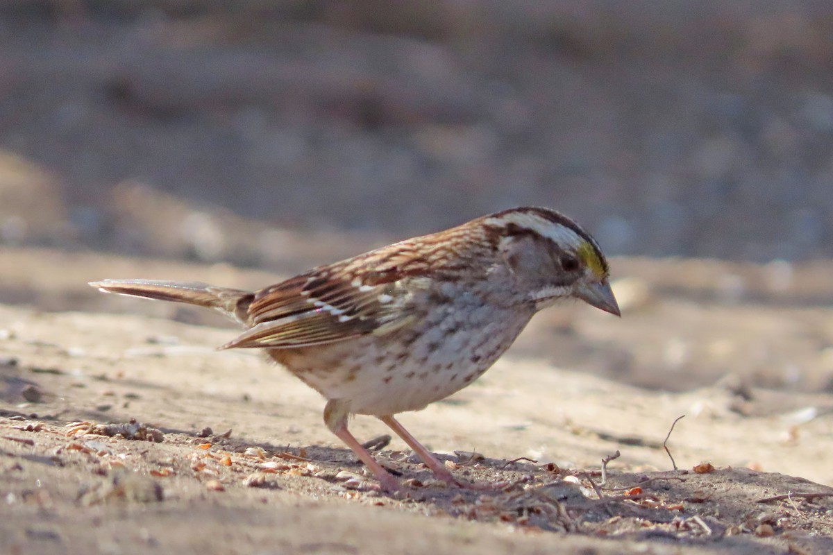 White-throated Sparrow - ML615972886