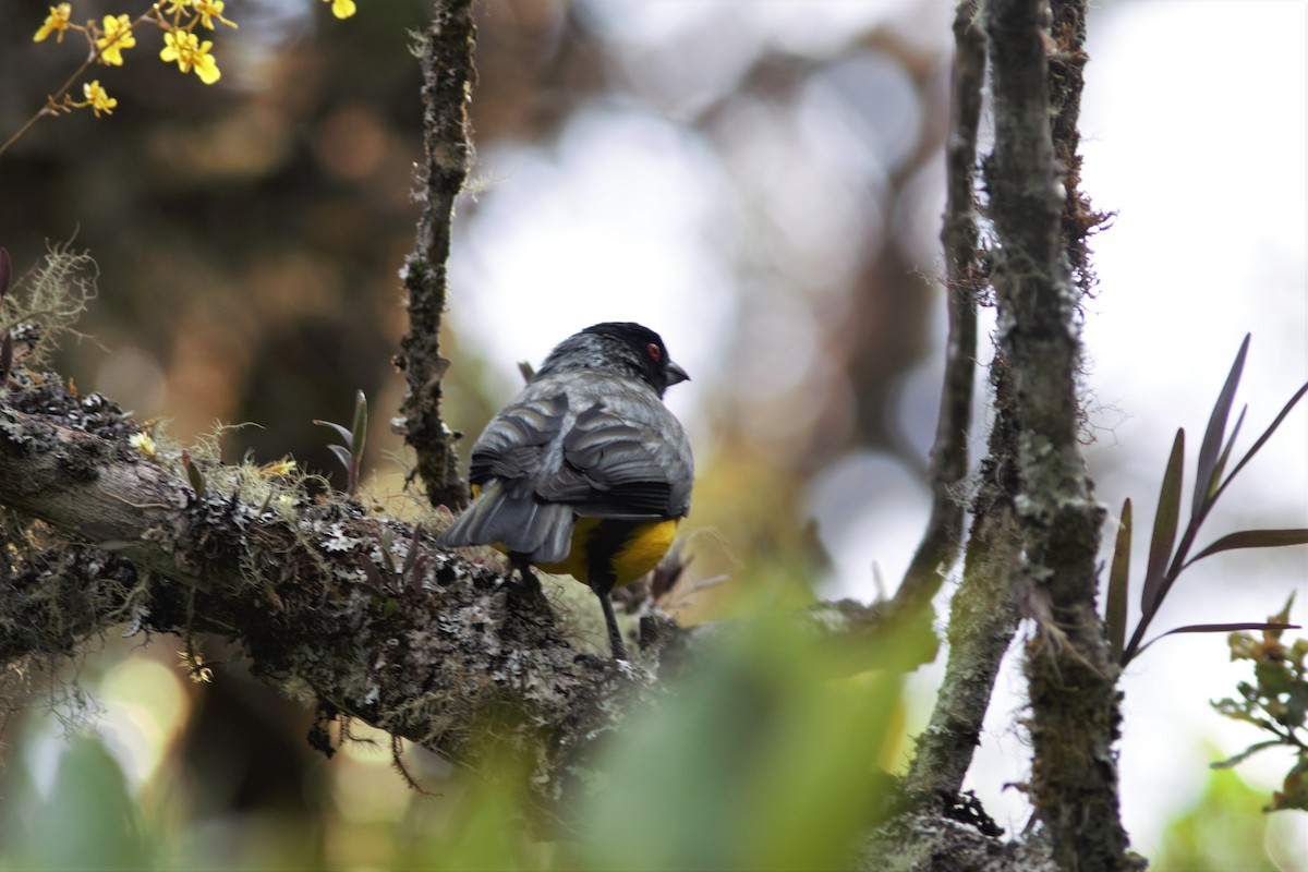 Hooded Mountain Tanager - ML615972887