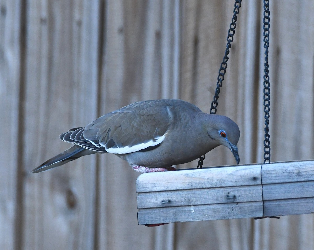 White-winged Dove - Deanne Hardy