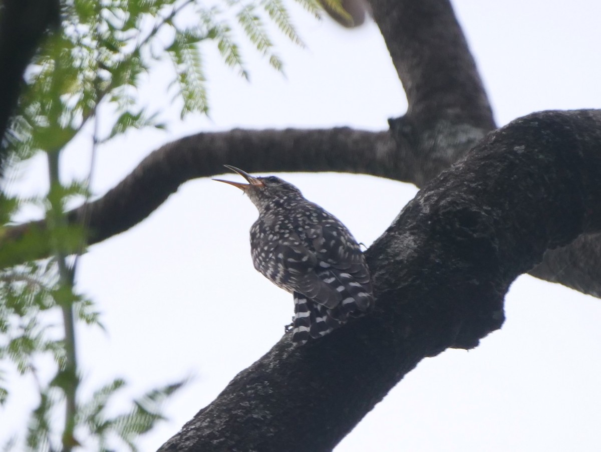African Spotted Creeper - ML615973073