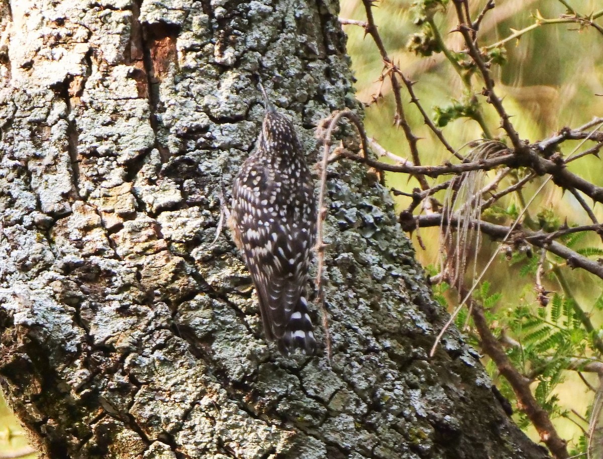 African Spotted Creeper - ML615973074