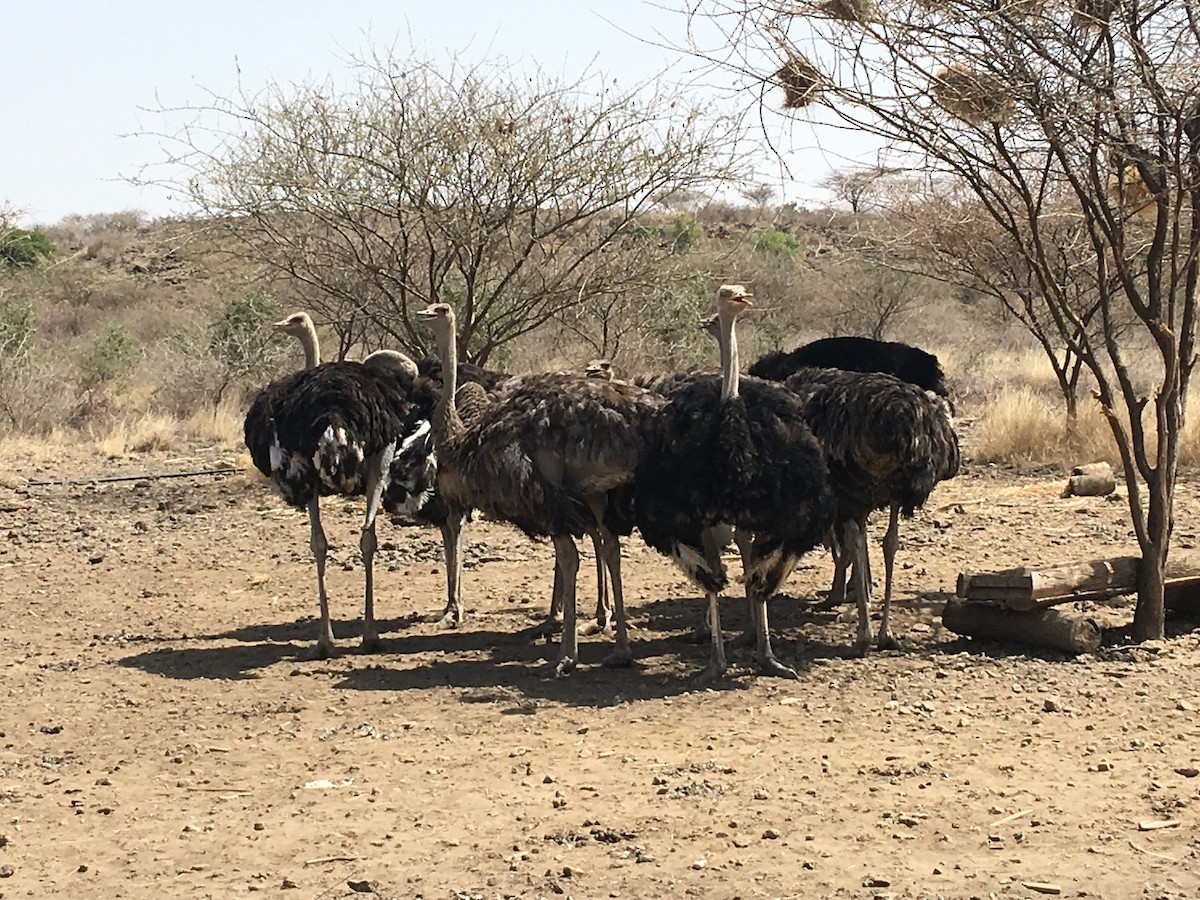 Somali Ostrich - ML615973110