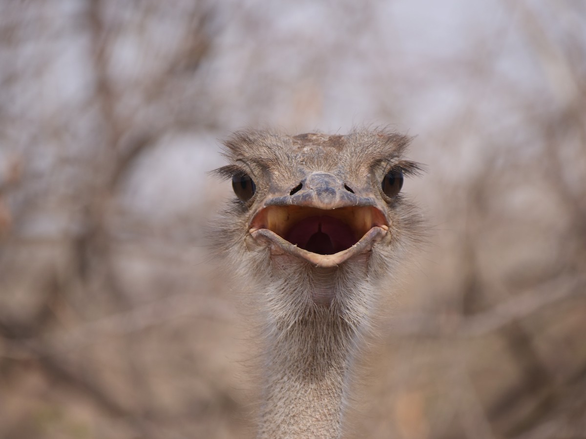 Somali Ostrich - Brett Hartl