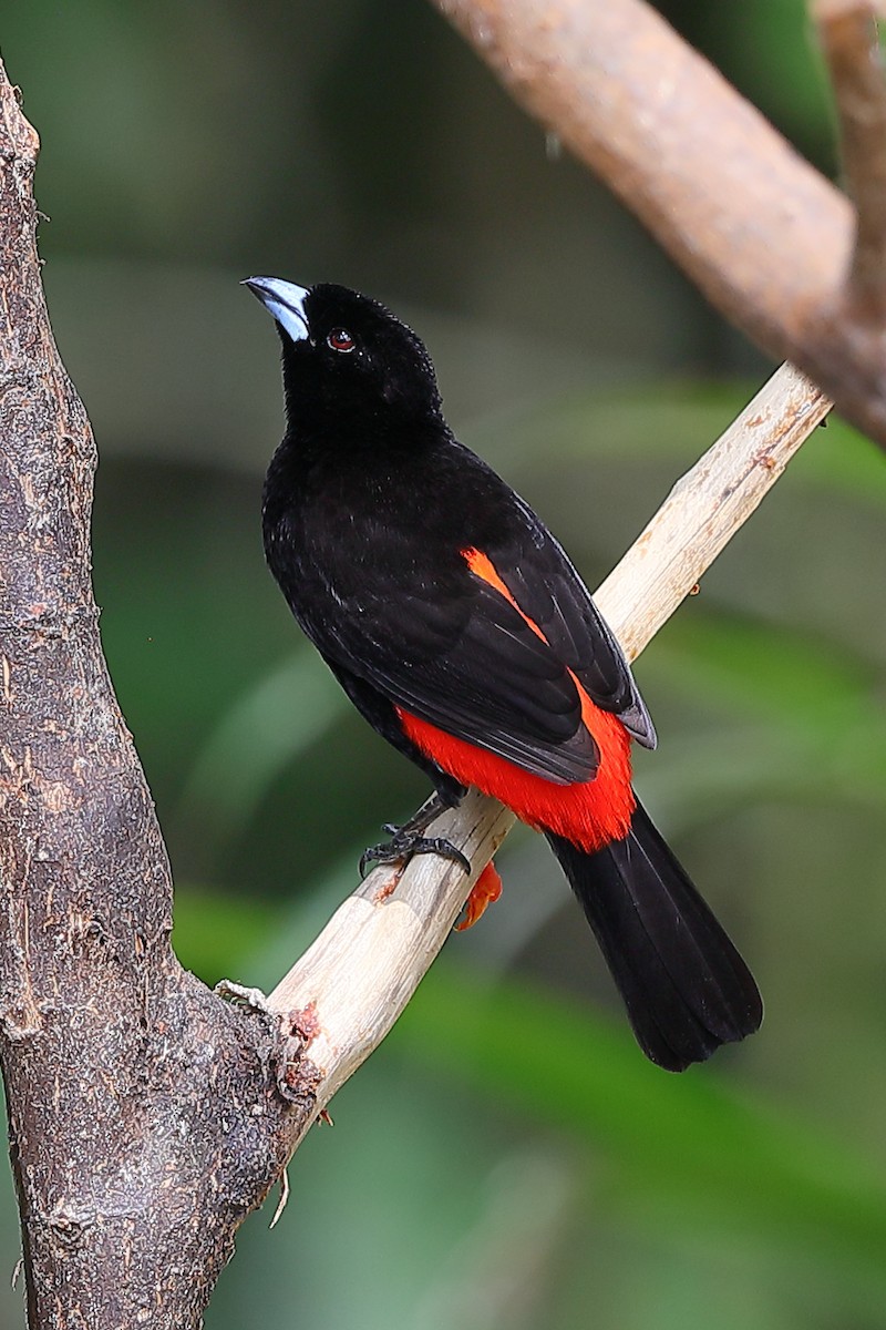 Scarlet-rumped Tanager - ML615973325