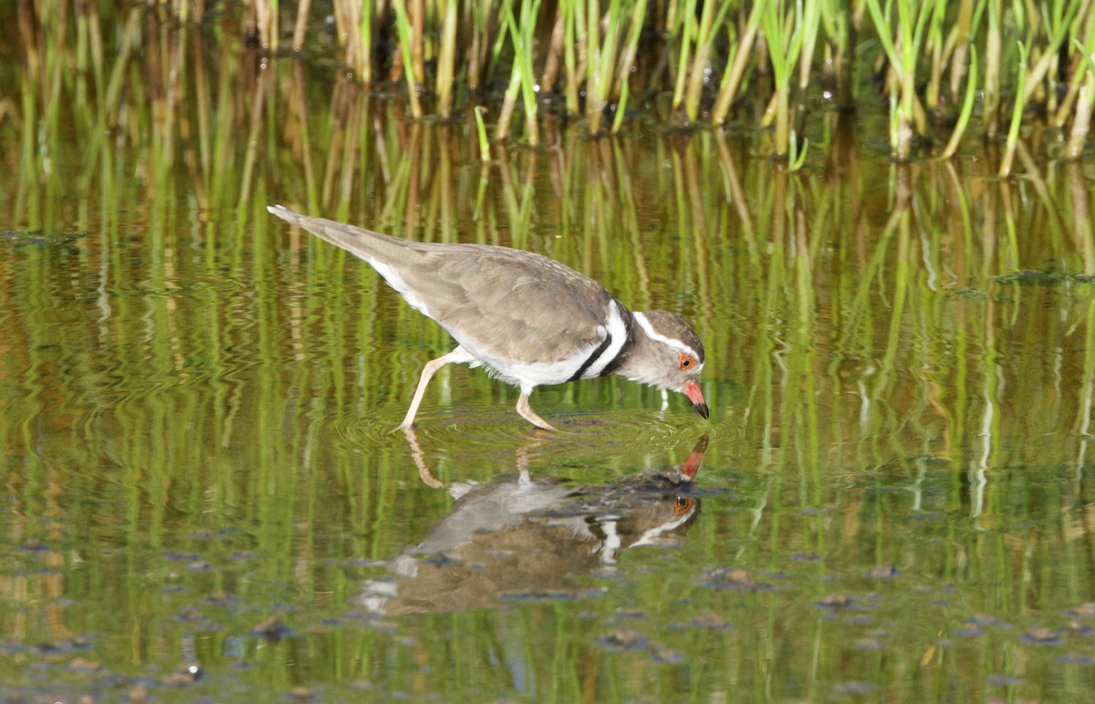 Three-banded Plover (African) - ML615973436