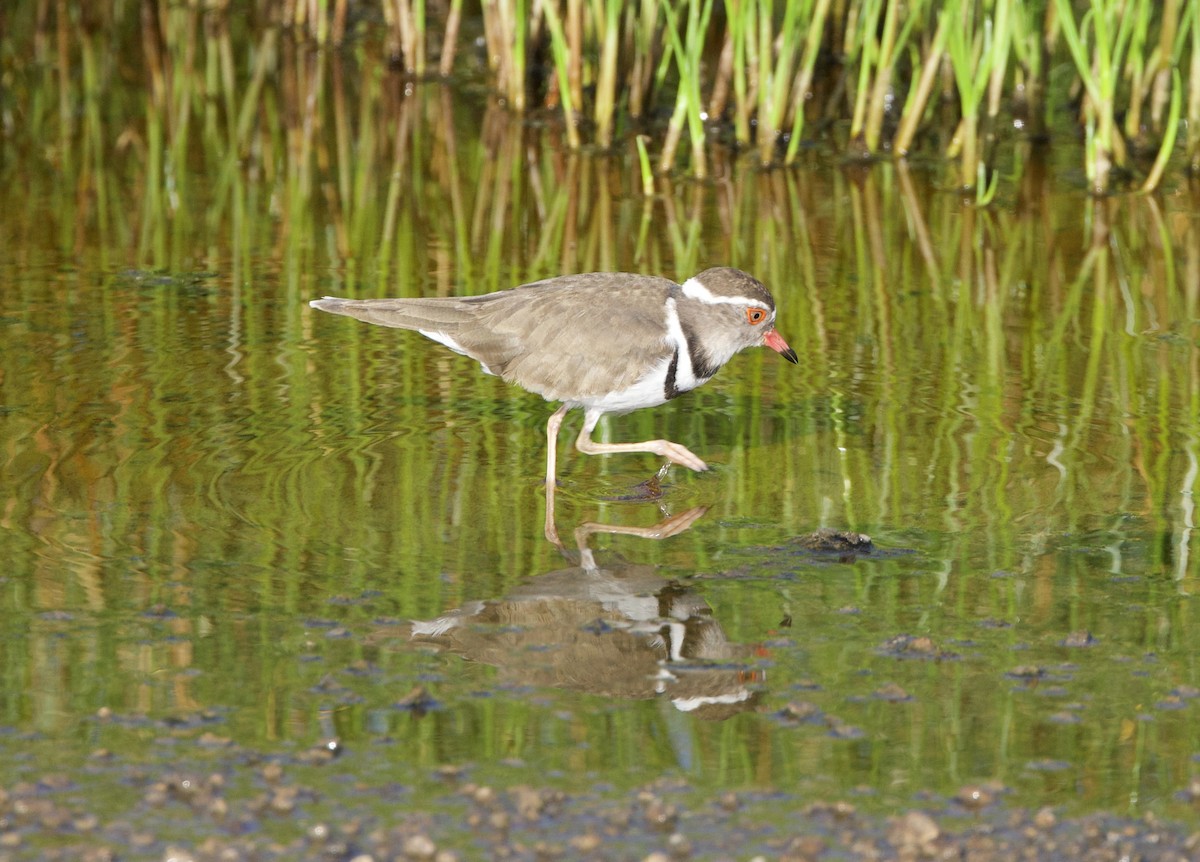 Three-banded Plover (African) - ML615973439