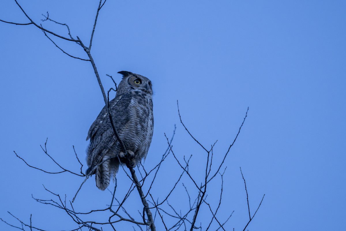 Great Horned Owl - ML615973572