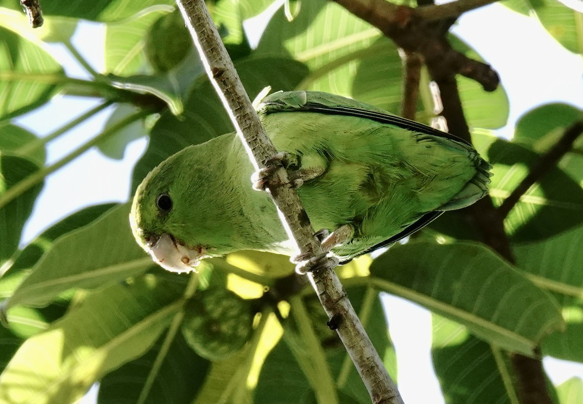 Mexican Parrotlet - ML615973632