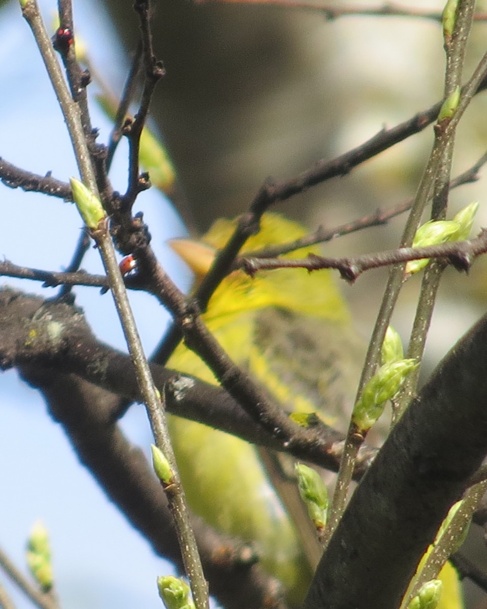 EBird Checklist 12 Mar 2024 Sebastopol Community Center 31 Species