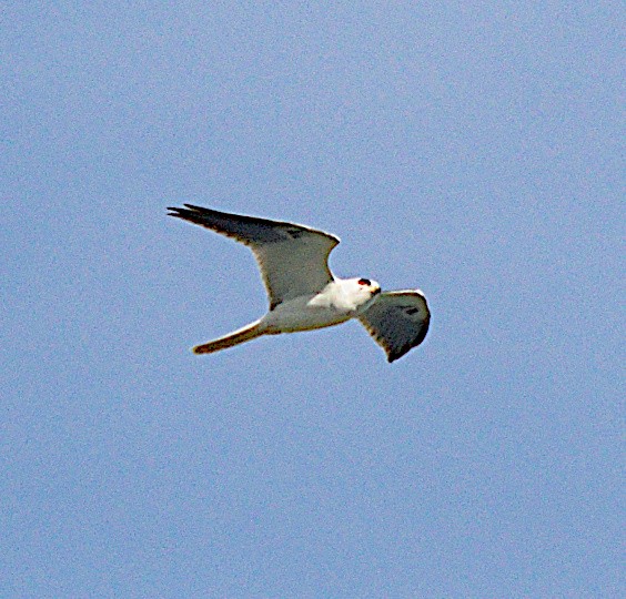 White-tailed Kite - ML615973818