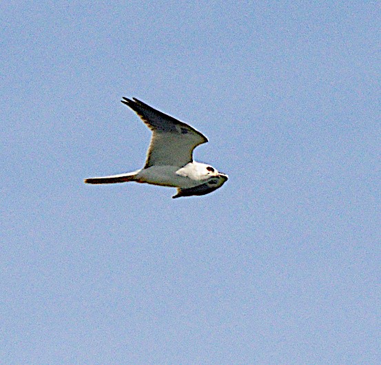 White-tailed Kite - ML615973819