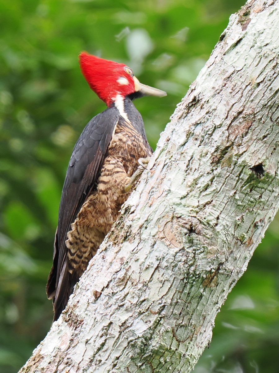 Crimson-crested Woodpecker - ML615973820