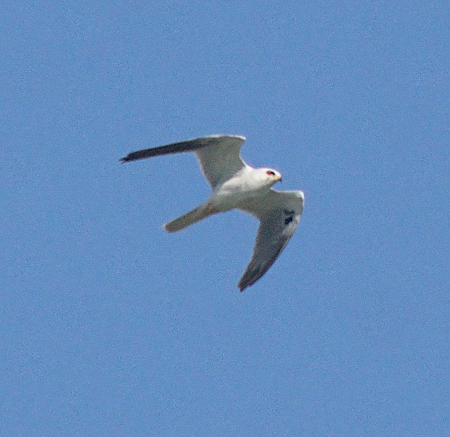 White-tailed Kite - ML615973821