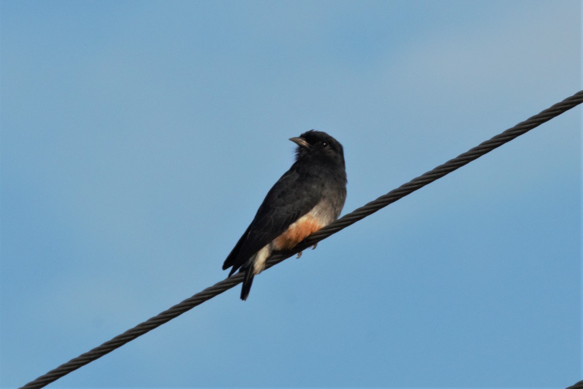 Swallow-winged Puffbird - ML615973965