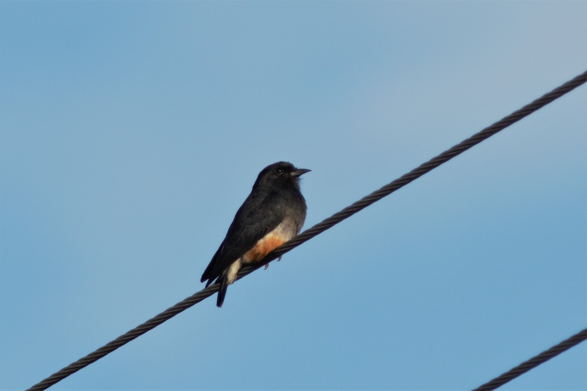 Swallow-winged Puffbird - Daniel J. Riley