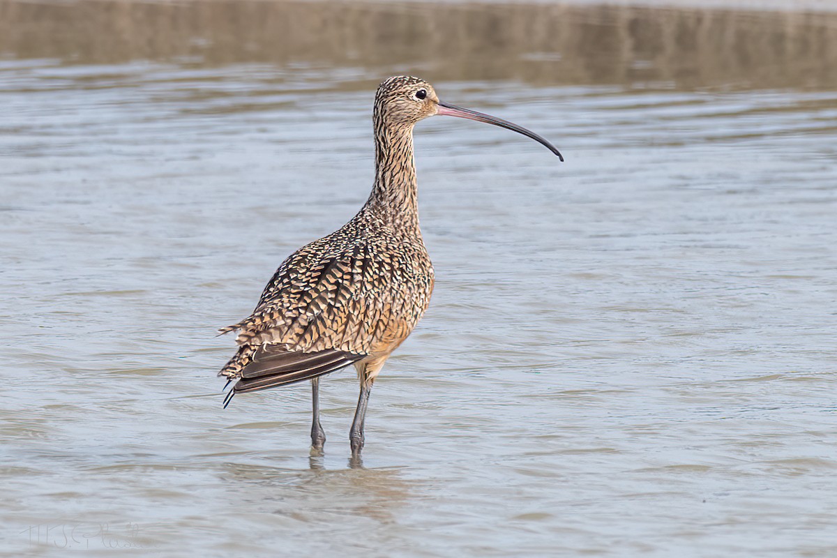 Long-billed Curlew - Michael Plaster