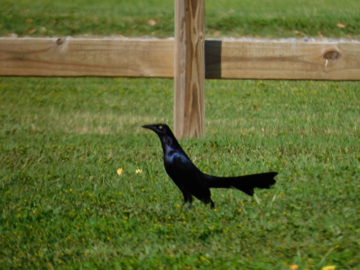 Great-tailed Grackle - ML615974124