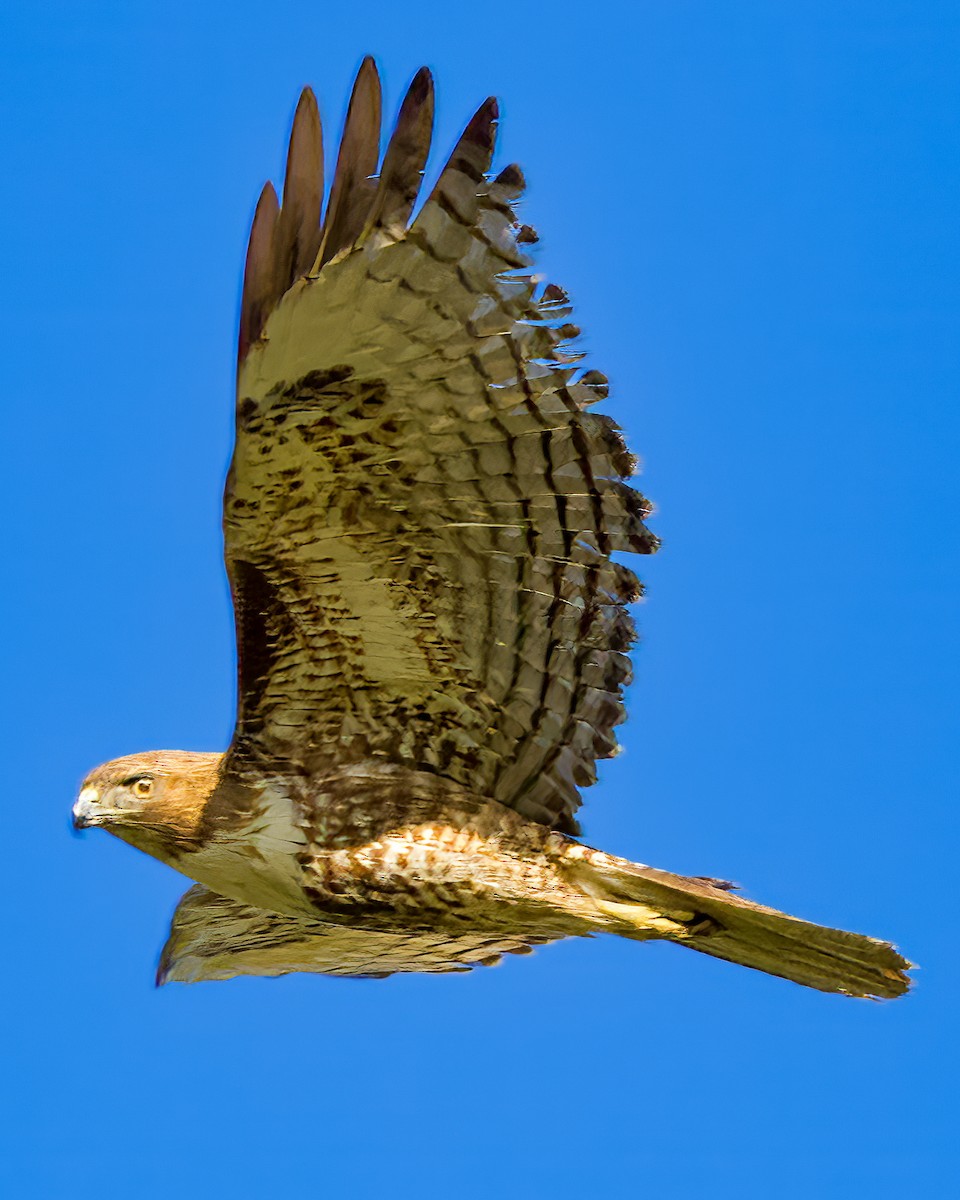 Red-tailed Hawk - ML615974146