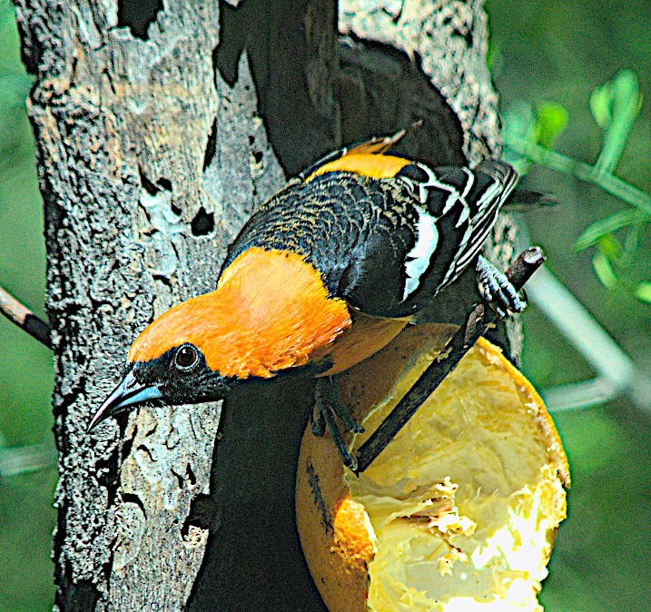 Hooded Oriole - Steve and Sue Whitmer
