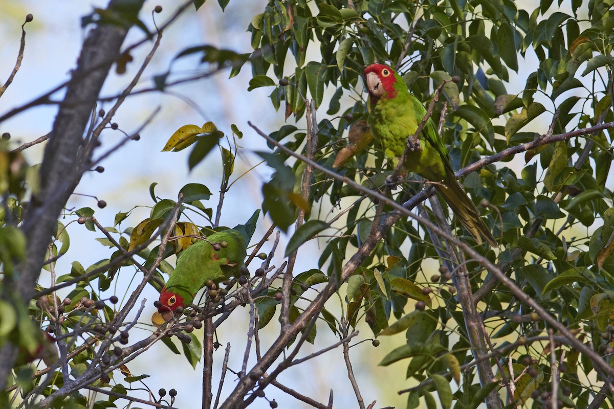 Red-masked Parakeet - Elaine Hendricks