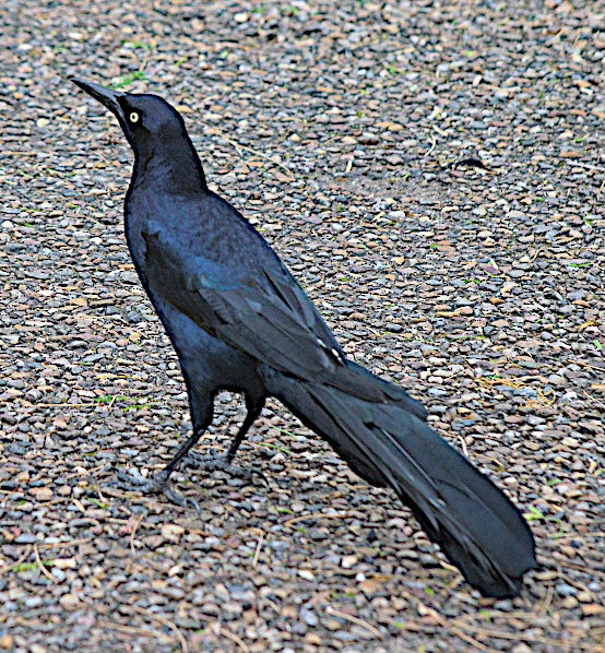 Great-tailed Grackle - ML615974857
