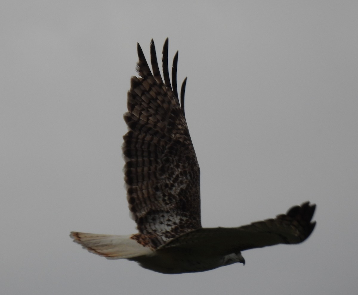 Red-tailed Hawk (Krider's) - ML615974958