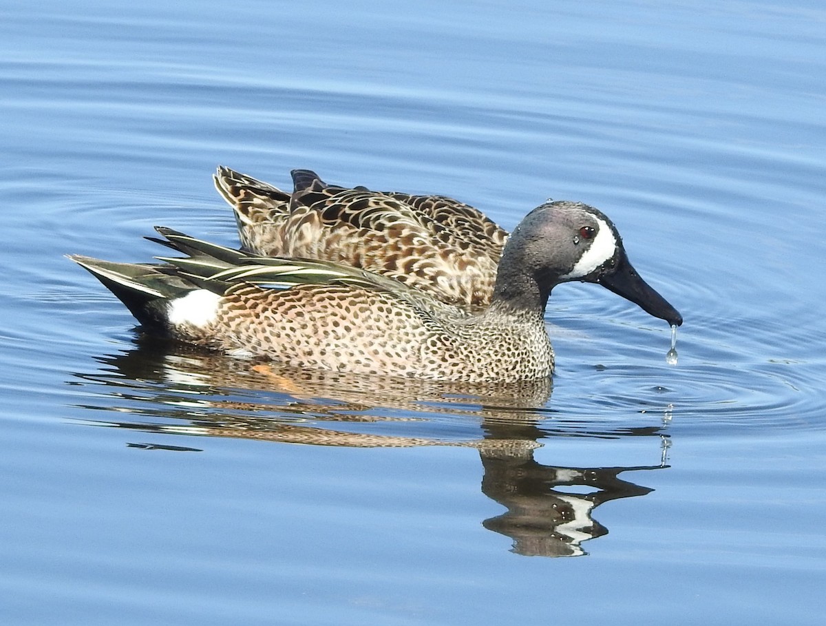 Blue-winged Teal - ML615974971