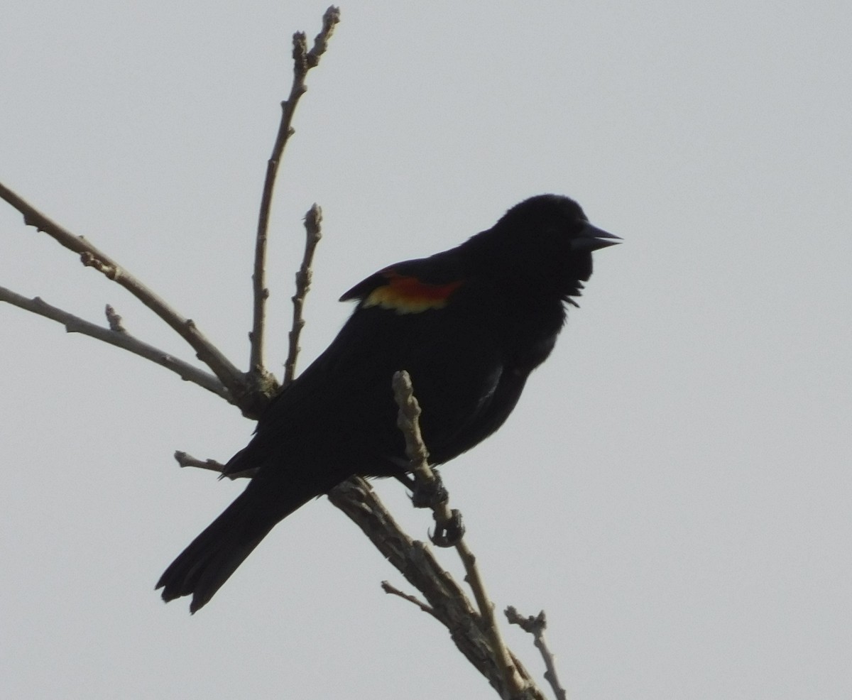 Red-winged Blackbird - ML615975044
