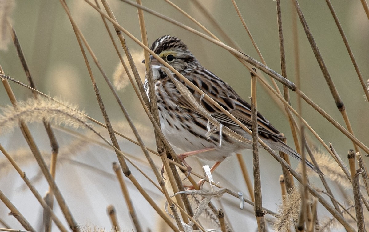Savannah Sparrow - ML615975105