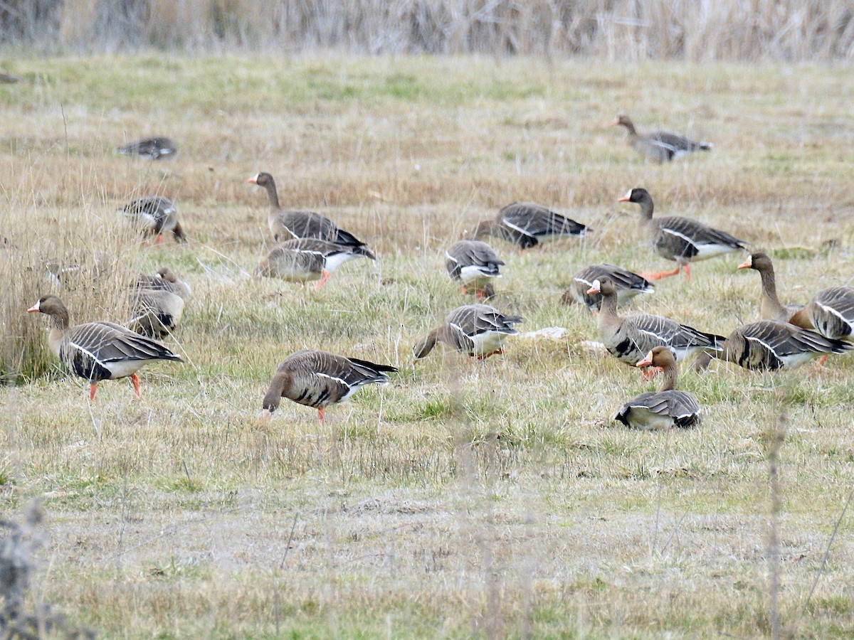 Greater White-fronted Goose - ML615975179