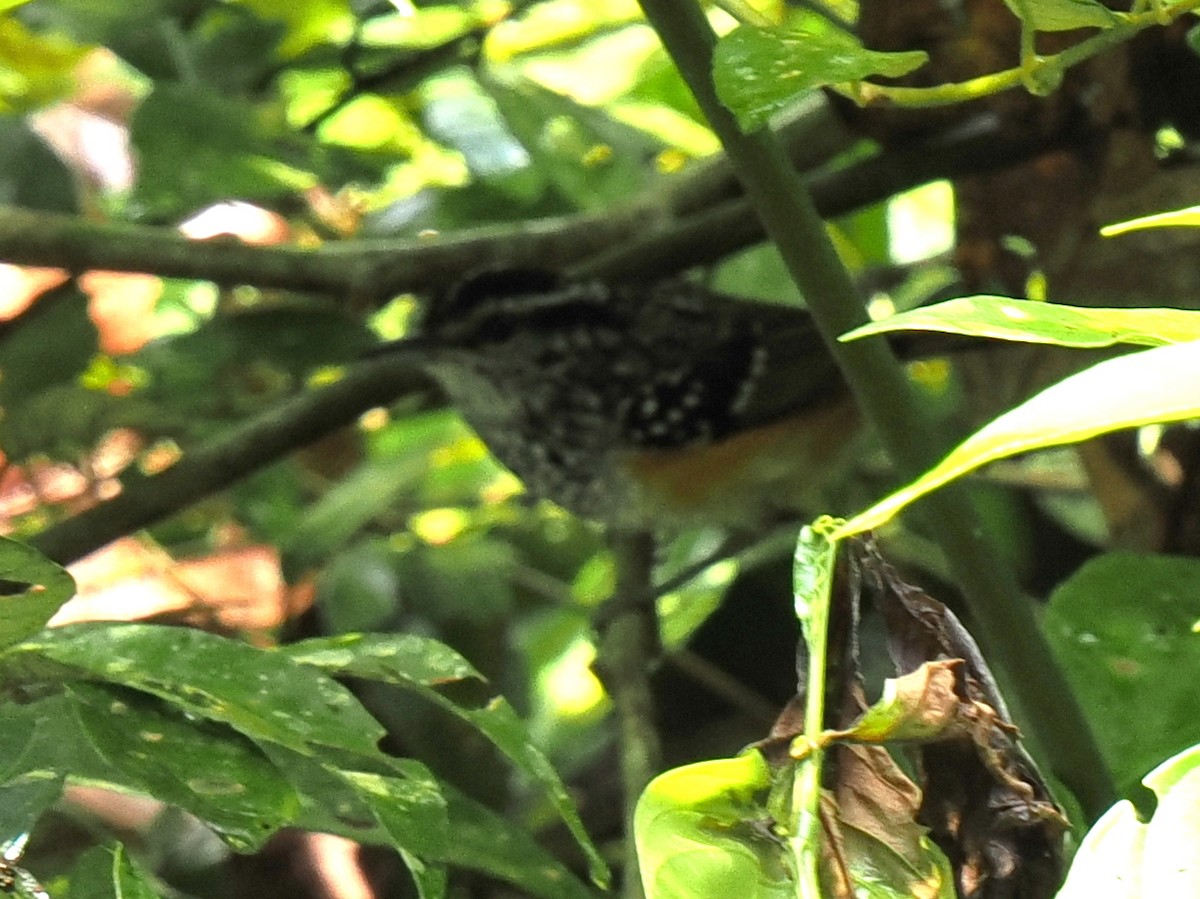 Peruvian Warbling-Antbird - ML615975223