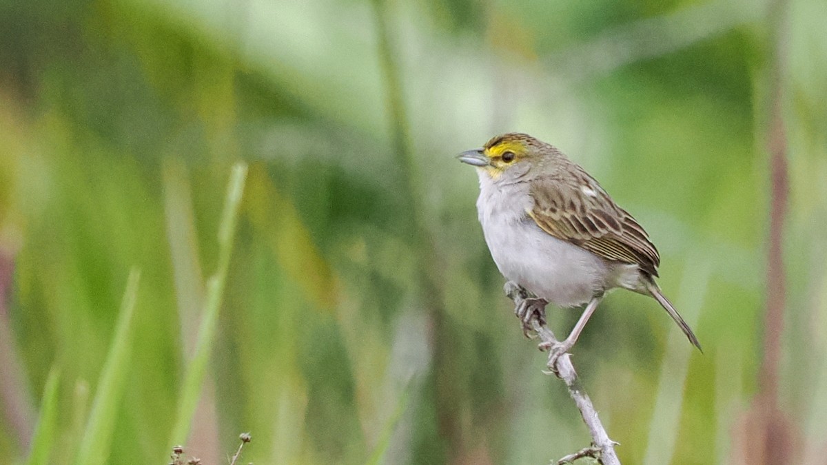 Yellow-browed Sparrow - ML615975228