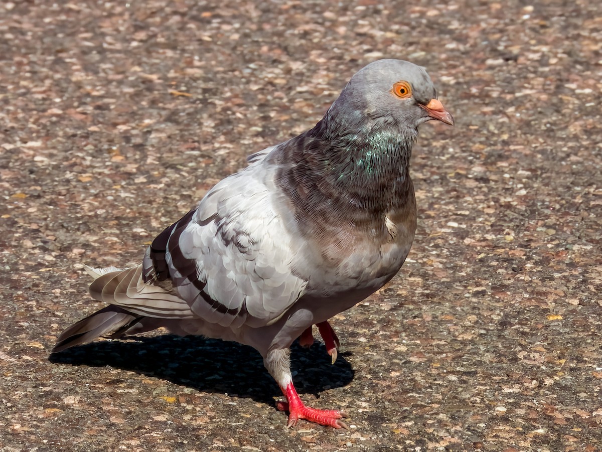 Rock Pigeon (Feral Pigeon) - Imogen Warren