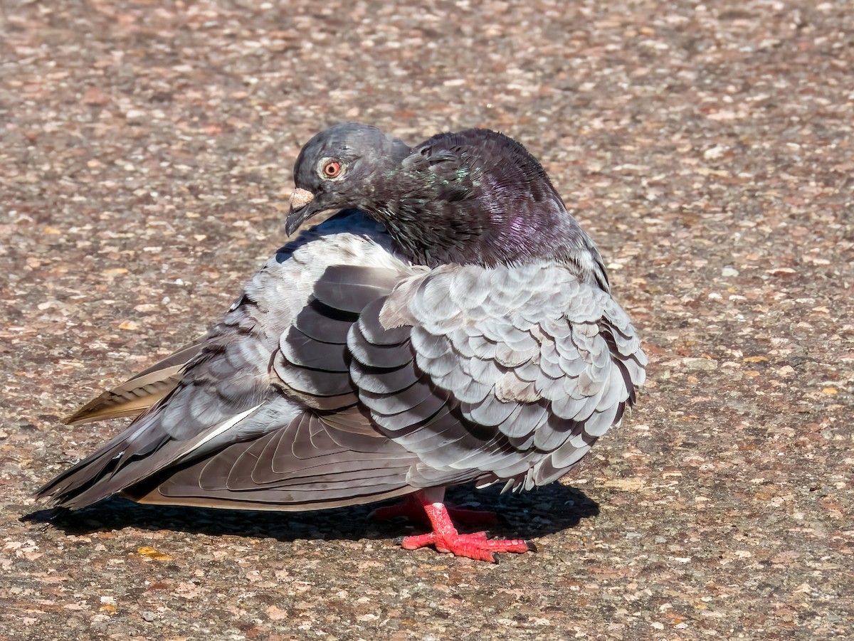 Rock Pigeon (Feral Pigeon) - Imogen Warren