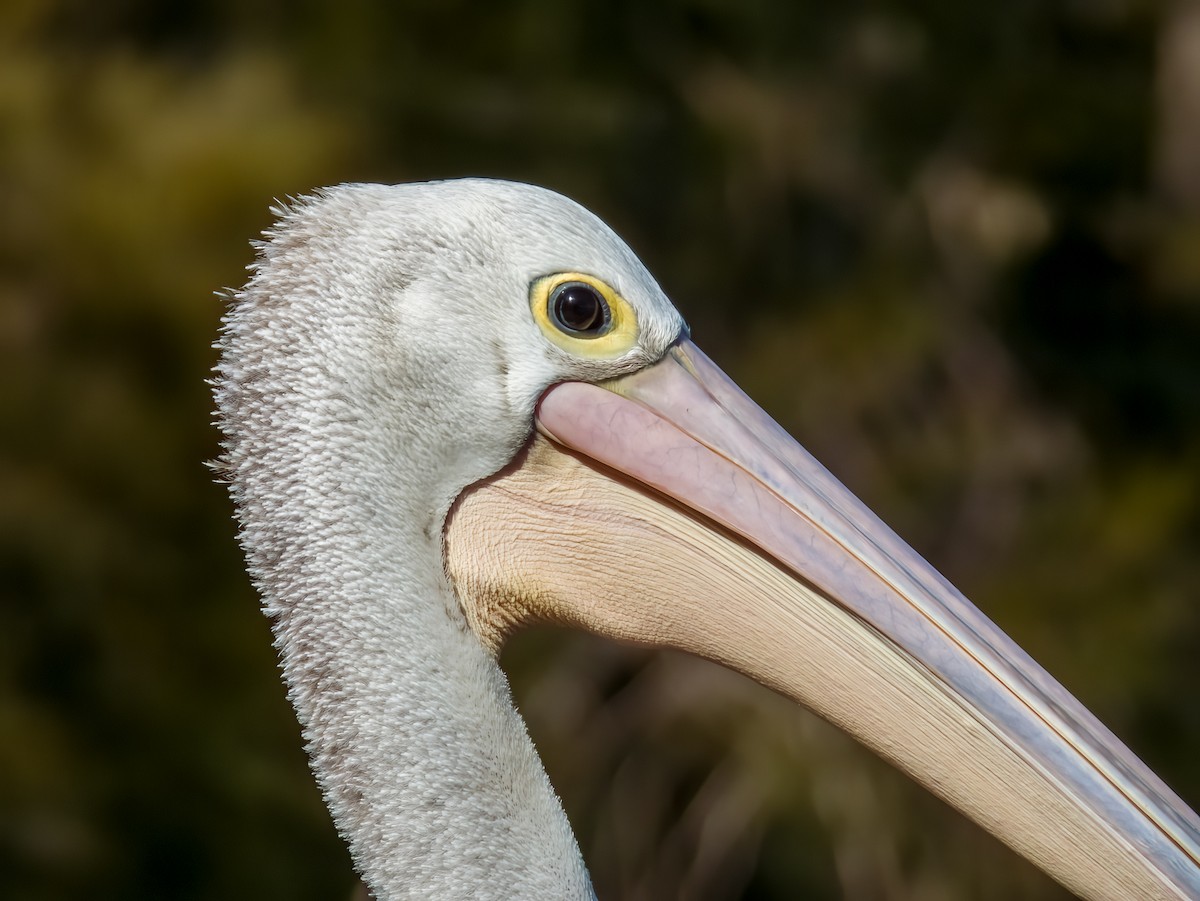 Australian Pelican - Imogen Warren