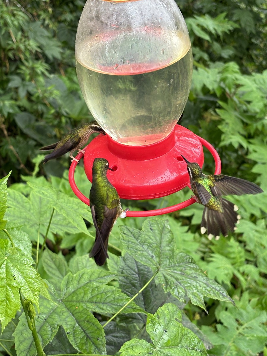 Speckled Hummingbird - ML615975511