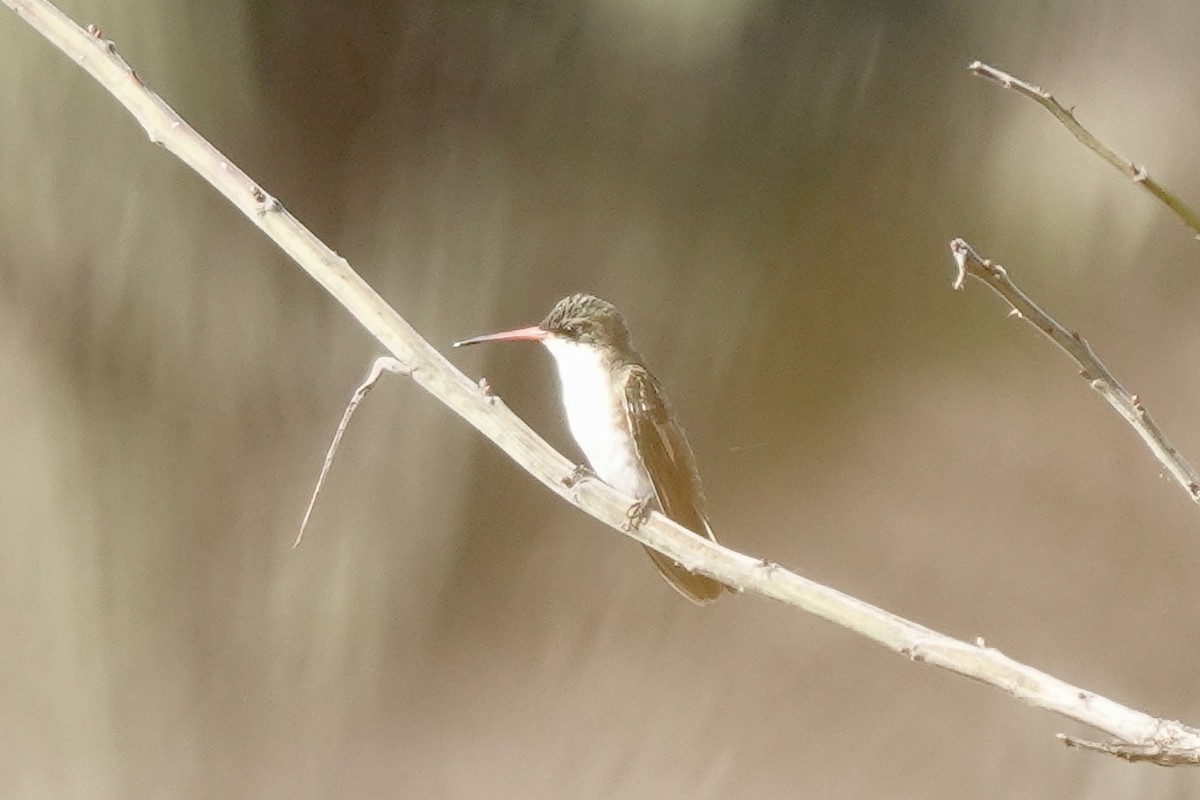 Green-fronted Hummingbird - Bob Greenleaf