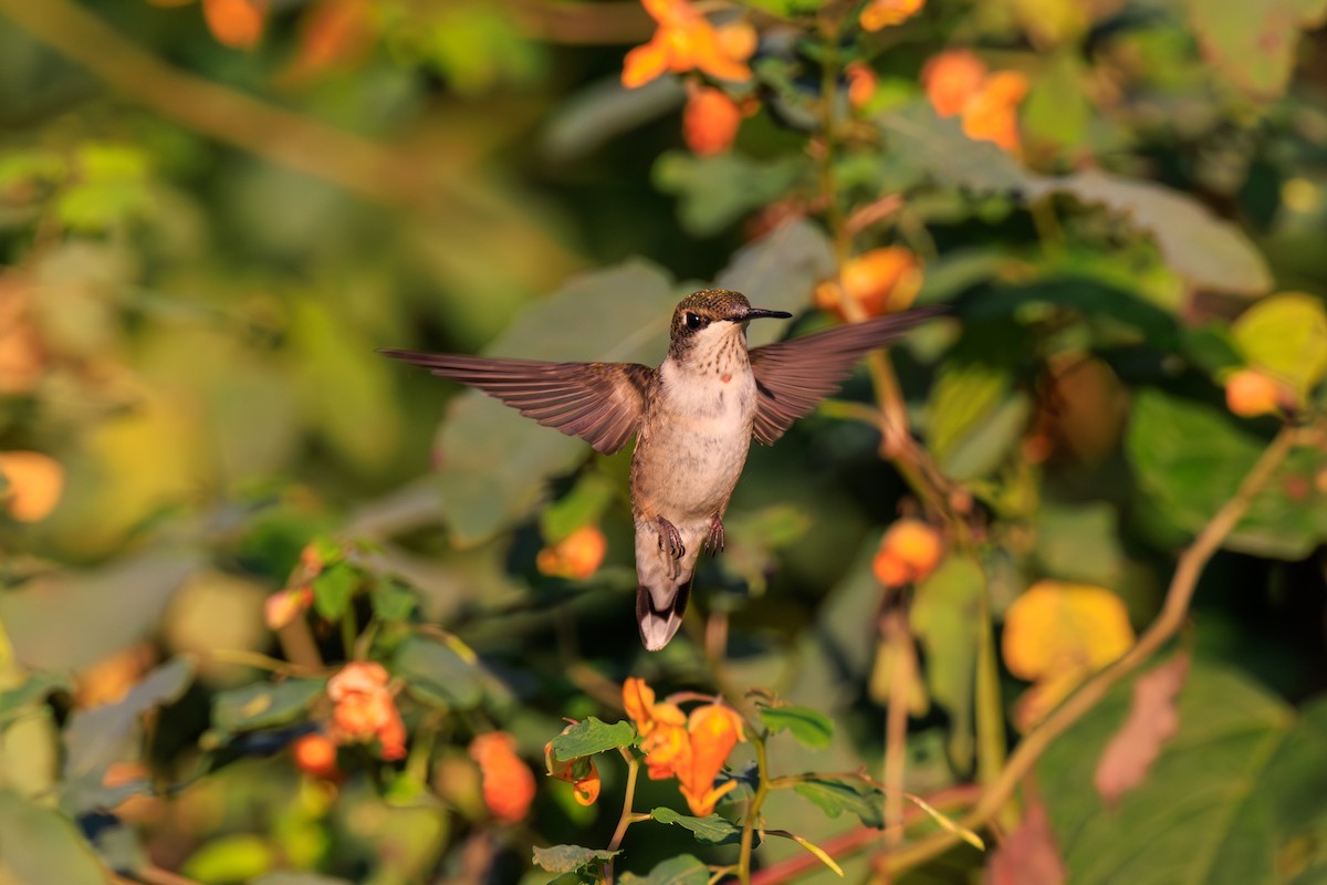 Ruby-throated Hummingbird - ML615975839