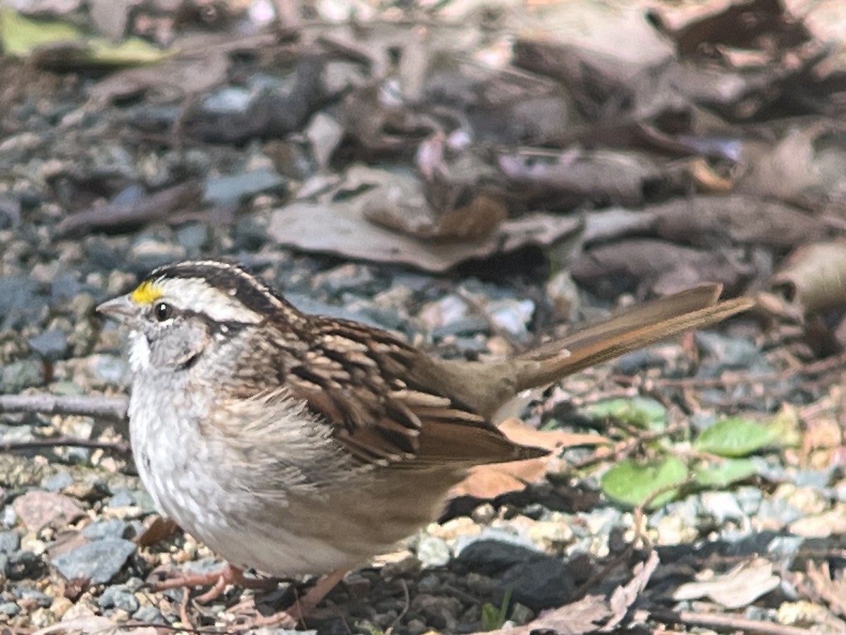 White-throated Sparrow - ML615975931