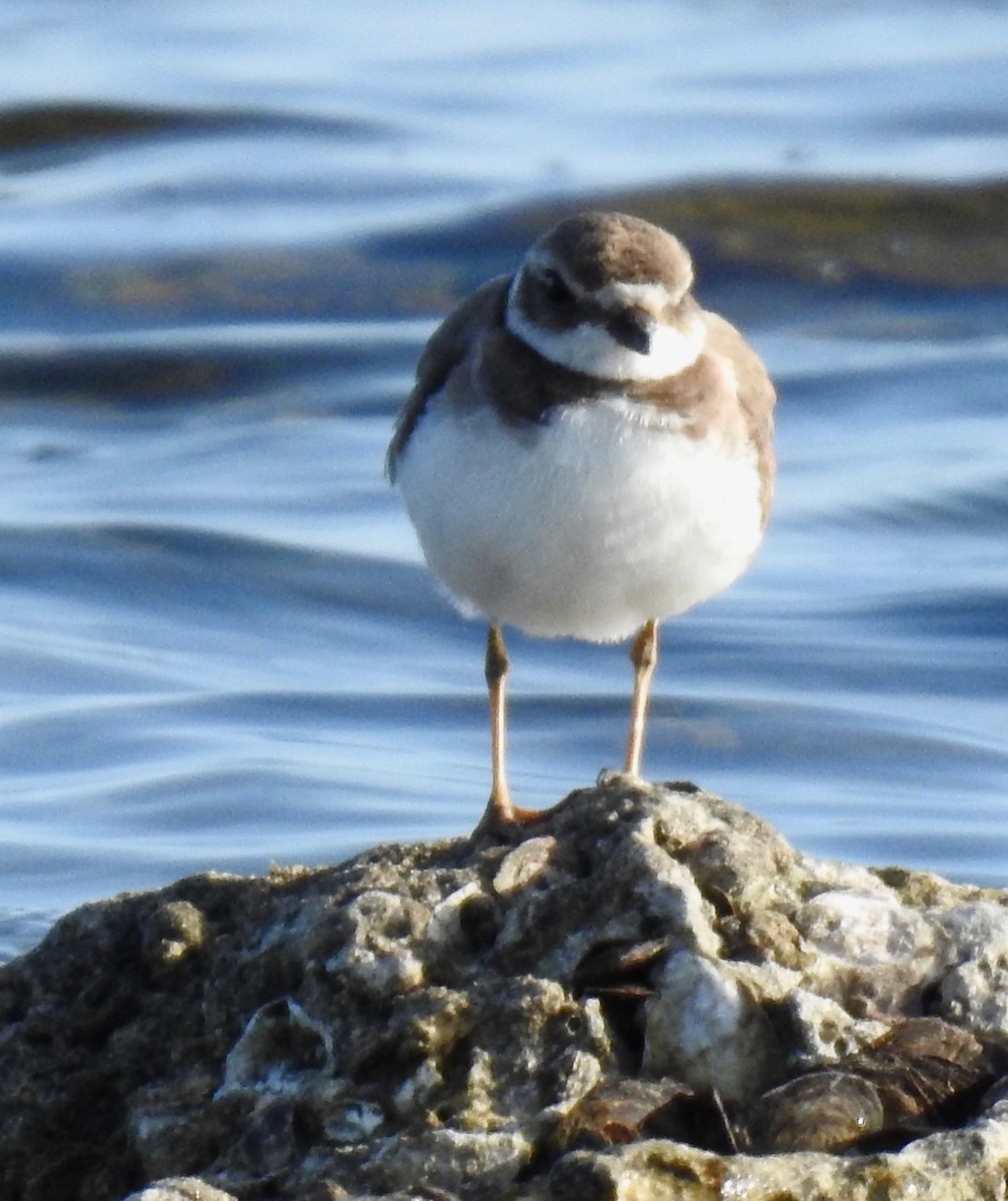 Semipalmated Plover - ML615975996